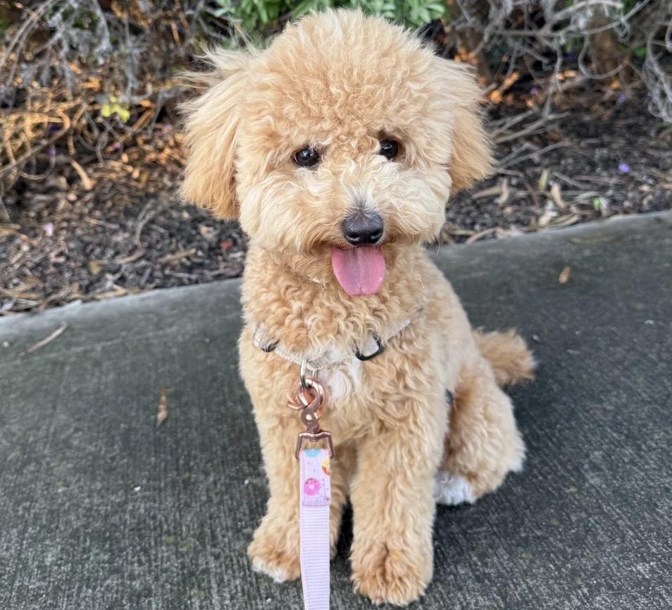 My little teddy dog. Little Cloudy.
